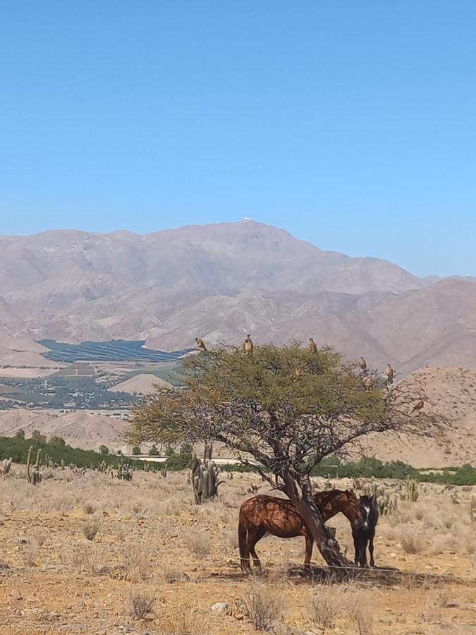Campo De Cielo Mamalluca Valle De Elqui Vicuña Exteriér fotografie